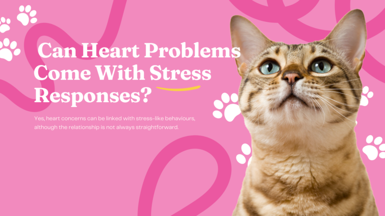 Cat graphic asking whether pet heart problems can come with stress responses