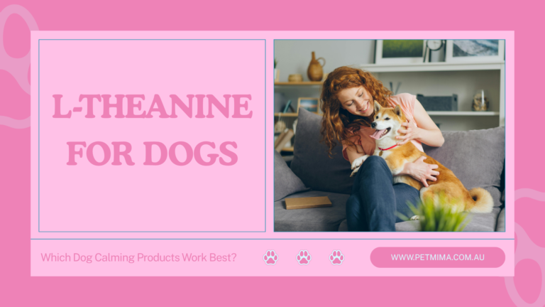 L-theanine for dogs guide with a pet owner comforting an anxious dog